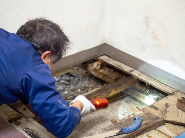 Best Attic Mold Removal  in , OR