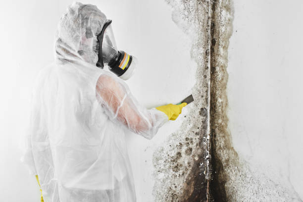Best Mold Cleaning Services  in , OR