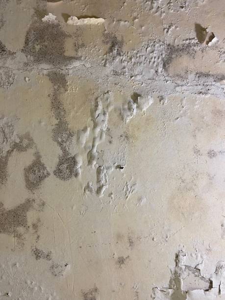 Best Mold Inspection  in , OR